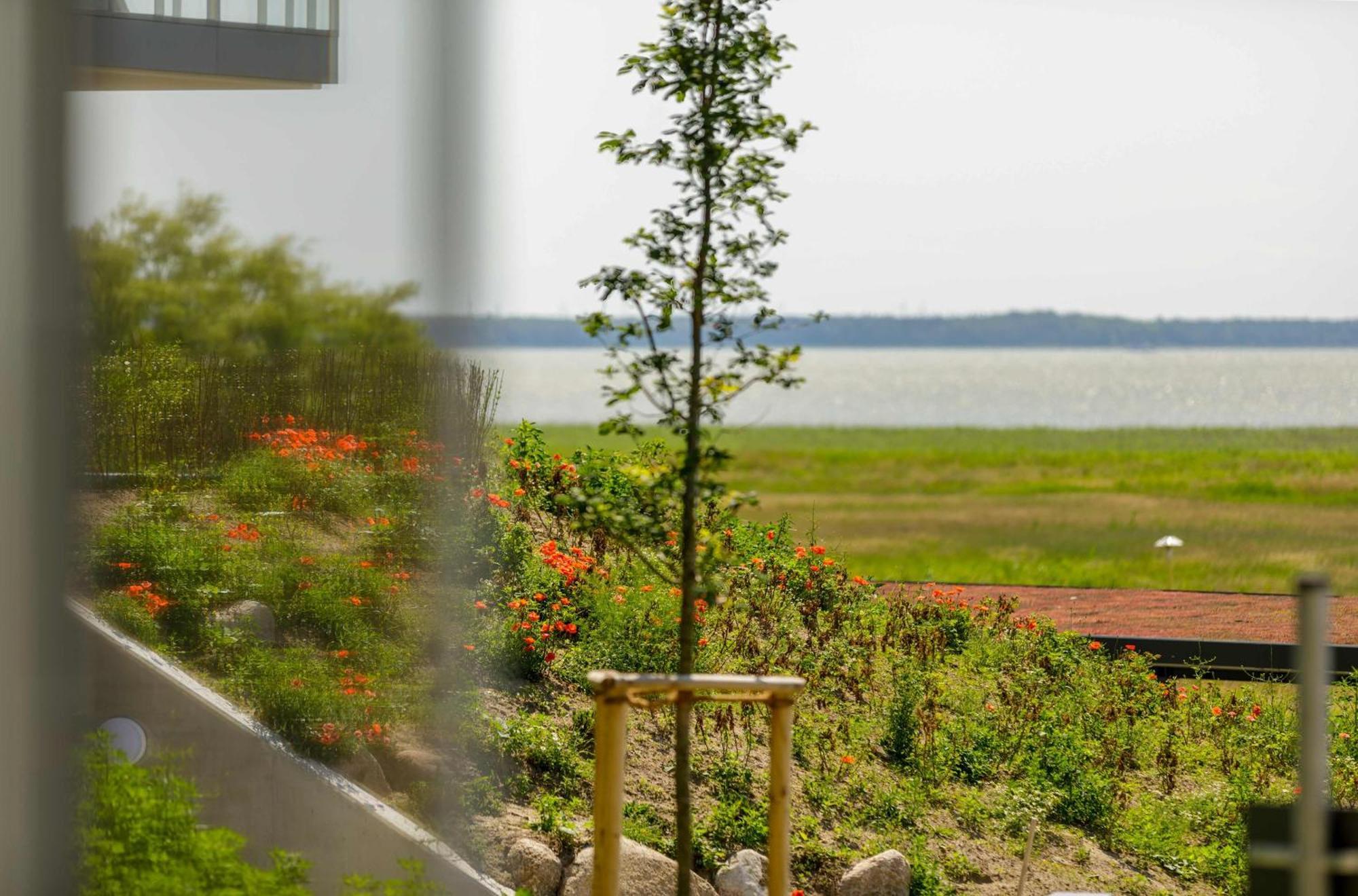 Sonnenblume In Der Seefahrtschule Wustrow (Fischland)